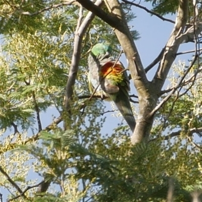 Platycercus eximius at Freshwater Creek, VIC - 13 Jun 2025 by WendyEM