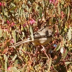 Anthochaera carunculata at Freshwater Creek, VIC - 13 Jun 2025 by WendyEM