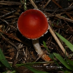 zz agaric (stem; gill colour unknown) at Freshwater Creek, VIC - 13 Jun 2025 by WendyEM