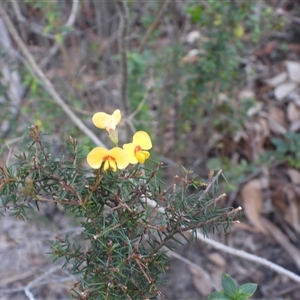 Gompholobium grandiflorum at Blue Mountains National Park, NSW - 19 Jun 2025 by DavidDedenczuk