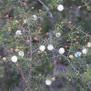 Acacia (genus) at Blue Mountains National Park, NSW - 19 Jun 2025 by DavidDedenczuk