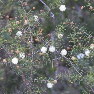 Acacia (genus) at Blue Mountains National Park, NSW - 19 Jun 2025 by DavidDedenczuk