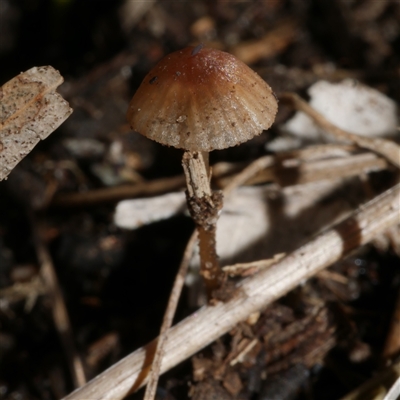 zz agaric (stem; gill colour unknown) at Freshwater Creek, VIC - 13 Jun 2025 by WendyEM