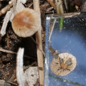Mycena sp. at Freshwater Creek, VIC - 13 Jun 2025 01:28 PM