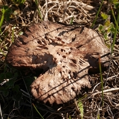 Agaricus campestris at Freshwater Creek, VIC - 13 Jun 2025 by WendyEM