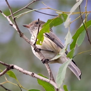 Oriolus sagittatus at Mount Coot-Tha, QLD - 19 Jun 2025 by jb2602