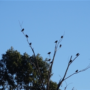 Sturnus vulgaris at O'Malley, ACT - Yesterday by Mike