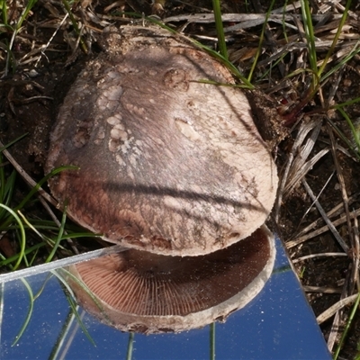 Agaricus campestris at Freshwater Creek, VIC - 13 Jun 2025 by WendyEM
