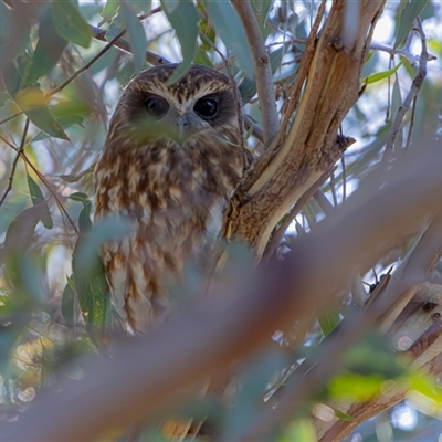 Ninox boobook (Southern Boobook) at Kenny, ACT - 20 Jun 2025 by TCosta