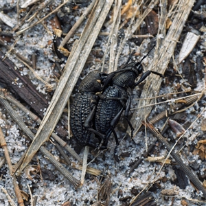 Curculionidae (family) at Guerilla Bay, NSW - 13 May 2025 by Gallpix