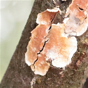 Unverified Other fungus at Tharwa, ACT - 11 Apr 2025 by ConBoekel