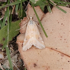 Hellula hydralis (Cabbage Centre Moth) at Tharwa, ACT - 11 Apr 2025 by ConBoekel