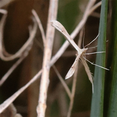 Platyptilia celidotus (Plume Moth) at Tharwa, ACT - 11 Apr 2025 by ConBoekel