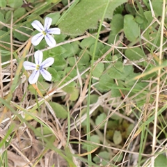 Isotoma fluviatilis subsp. australis (Swamp Isotome) at Tharwa, ACT - 11 Apr 2025 by ConBoekel