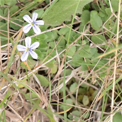 Isotoma fluviatilis subsp. australis (Swamp Isotome) at Tharwa, ACT - 11 Apr 2025 by ConBoekel