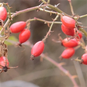 Rosa rubiginosa (Sweet Briar, Eglantine) at Tharwa, ACT - 11 Apr 2025 by ConBoekel