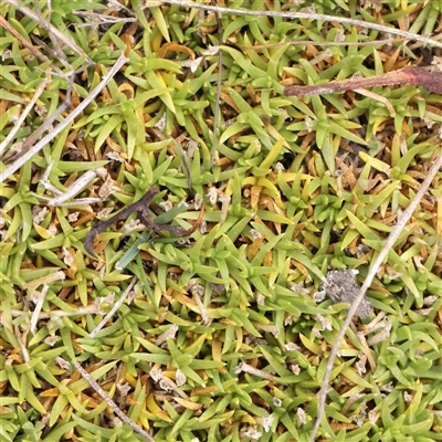 Scleranthus biflorus (Twin-flower Knawel) at Tharwa, ACT - 11 Apr 2025 by ConBoekel