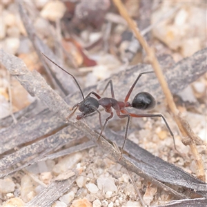 Camponotus intrepidus (Flumed Sugar Ant) at Tharwa, ACT - 11 Apr 2025 by ConBoekel