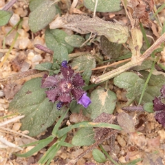 Prunella vulgaris (Self-heal, Heal All) at Tharwa, ACT - 11 Apr 2025 by ConBoekel