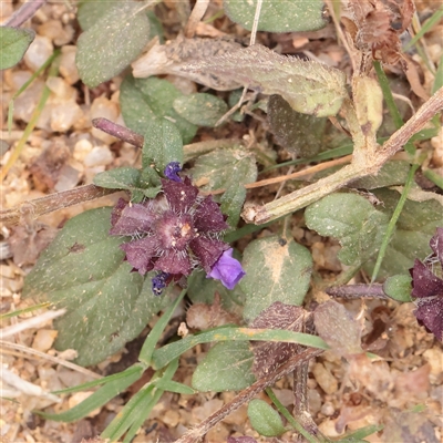 Prunella vulgaris (Self-heal, Heal All) at Tharwa, ACT - 11 Apr 2025 by ConBoekel