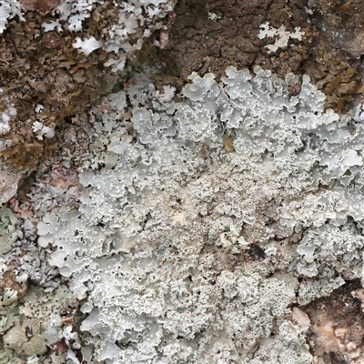 Unverified Lichen at Tharwa, ACT - 11 Apr 2025 by ConBoekel