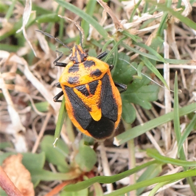 Agonoscelis rutila (Horehound bug) at Tharwa, ACT - 11 Apr 2025 by ConBoekel