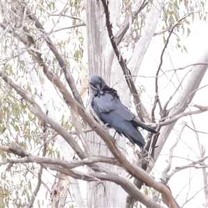 Corvus coronoides at Tharwa, ACT - 11 Apr 2025 by ConBoekel