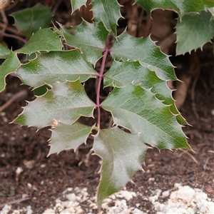 Berberis aquifolium (Oregon Grape) at Tharwa, ACT - 11 Apr 2025 by ConBoekel
