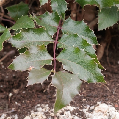 Berberis aquifolium (Oregon Grape) at Tharwa, ACT - 11 Apr 2025 by ConBoekel