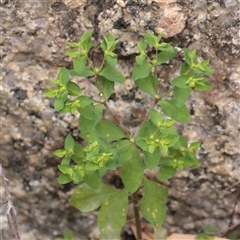 Euphorbia peplus (Petty Spurge) at Tharwa, ACT - 11 Apr 2025 by ConBoekel