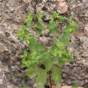Euphorbia peplus (Petty Spurge) at Tharwa, ACT - 11 Apr 2025 by ConBoekel