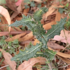 Cirsium vulgare (Spear Thistle) at Tharwa, ACT - 11 Apr 2025 by ConBoekel