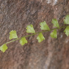 Asplenium flabellifolium (Necklace Fern) at Tharwa, ACT - 11 Apr 2025 by ConBoekel