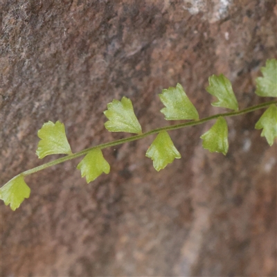 Asplenium flabellifolium (Necklace Fern) at Tharwa, ACT - 11 Apr 2025 by ConBoekel