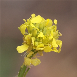 Unverified Other Wildflower or Herb at Tharwa, ACT - 11 Apr 2025 by ConBoekel
