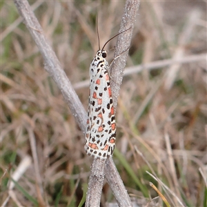 Utetheisa (genus) at Tharwa, ACT - 11 Apr 2025 by ConBoekel