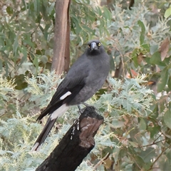 Strepera graculina (Pied Currawong) at Tharwa, ACT - 11 Apr 2025 by ConBoekel