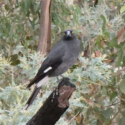 Strepera graculina (Pied Currawong) at Tharwa, ACT - 11 Apr 2025 by ConBoekel