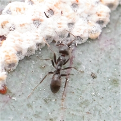 Unverified Ant (Hymenoptera, Formicidae) at Tharwa, ACT - 11 Apr 2025 by ConBoekel