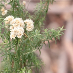 Cassinia quinquefaria (Rosemary Cassinia) at Tharwa, ACT - 11 Apr 2025 by ConBoekel
