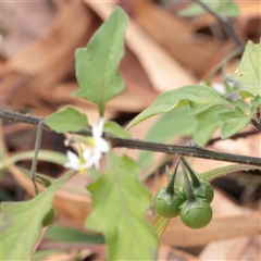 Solanum chenopodioides (Whitetip Nightshade) at Tharwa, ACT - 11 Apr 2025 by ConBoekel