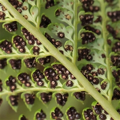Polystichum proliferum (Mother Shield Fern) at Tharwa, ACT - 11 Apr 2025 by ConBoekel