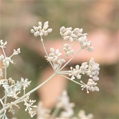 Conium maculatum (Hemlock) at Tharwa, ACT - 11 Apr 2025 by ConBoekel