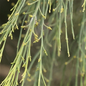 Exocarpos cupressiformis (Cherry Ballart) at Tharwa, ACT - 11 Apr 2025 by ConBoekel