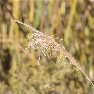 Unverified Grass at Tharwa, ACT - 12 Apr 2025 by ConBoekel