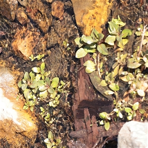 Unverified Other Wildflower or Herb at Tharwa, ACT - 12 Apr 2025 by ConBoekel