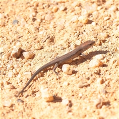 Unverified Skink at Tharwa, ACT - 12 Apr 2025 by ConBoekel