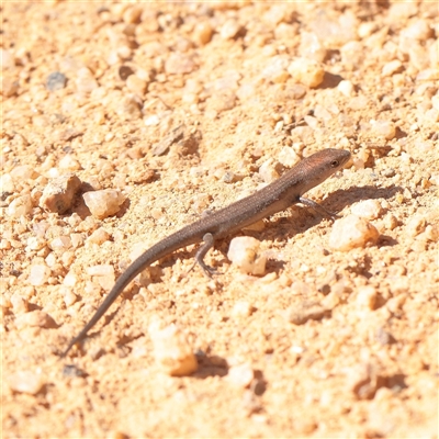 Unverified Skink at Tharwa, ACT - 12 Apr 2025 by ConBoekel