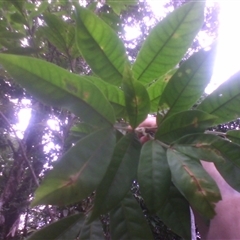 Sarcotoechia villosa at Syndicate, QLD - 5 Mar 2014 05:28 PM
