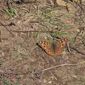 Junonia villida (Meadow Argus) at Chapman, ACT - Yesterday by LineMarie